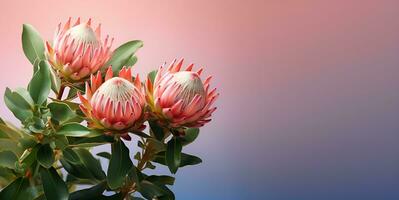 hermosa protea flor macro blanco espacio, ai generativo foto