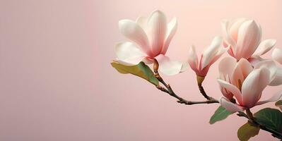 beautiful jasmine flower macro blank space, ai generative photo