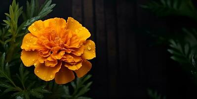 beautiful marigold flower macro blank space, ai generative photo