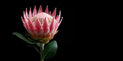 hermosa protea flor macro blanco espacio, ai generativo foto