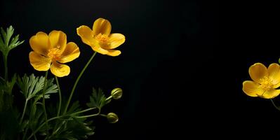 beautiful buttercup flower macro blank space, ai generative photo