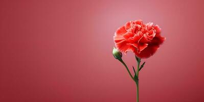 beautiful carnation flower macro blank space, ai generative photo