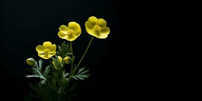 beautiful buttercup flower macro blank space, ai generative photo