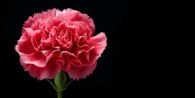 beautiful carnation flower macro blank space, ai generative photo