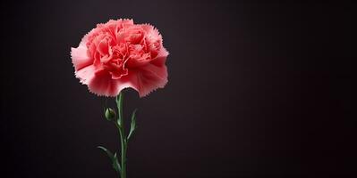 beautiful carnation flower macro blank space, ai generative photo