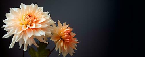 beautiful dahlia flower macro blank space, ai generative photo