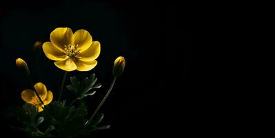 beautiful buttercup flower macro blank space, ai generative photo