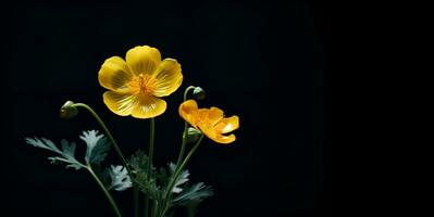 beautiful buttercup flower macro blank space, ai generative photo