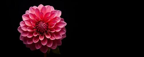 beautiful dahlia flower macro blank space, ai generative photo