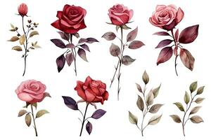 Set watercolor  collection  red flowers, leaves, branches on white background ,Generative AI photo