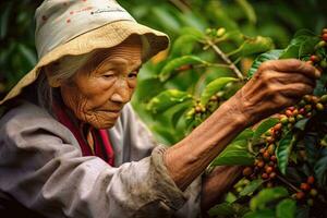 Woman picking coffee from a coffee plantation in Vietnam  ,Generative AI v photo