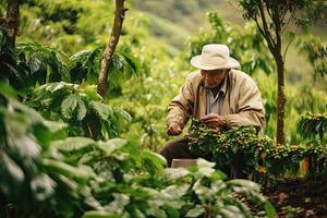 Old man picking coffee from a coffee plantation in Vietnam,Generative AI photo