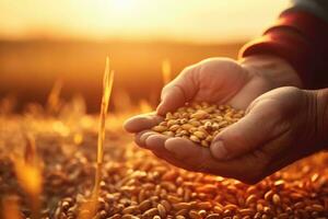 Close up hand farmer pouring grain at sunset.Generative AI. photo