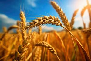 Golden wheat field and day light blue sky, could ,Generative AI photo