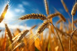 Golden wheat field and day light blue sky, could ,Generative AI photo