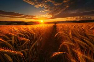 Golden wheat field and day light ,Generative AI photo