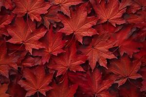 Wine red autumn leaves texture, fall nature background,  AI Generative photo