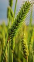 Green barley spike closeup, Green wheat, full grain, Close up of an ear of unripe wheat, AI Generative photo