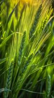 Green barley spike closeup, Green wheat, full grain, Close up of an ear of unripe wheat, AI Generative photo