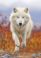 The Wolf Gaze, A Moment of Life in the Arctic Wilderness. AI Generative photo