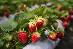 Bush of ripe organic strawberries in the garden. Berry closeup. Generative AI photo