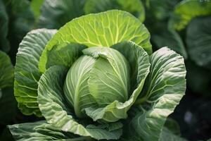 Cabbage growing in an urban garden. Cabbage leaves and head close up. Generative AI photo