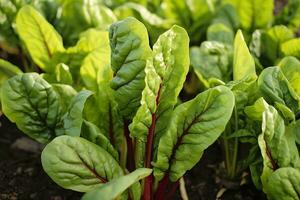 Chard growing in an urban garden. Garden beet and salad leaves close up. Generative AI photo