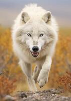 The Wolf Gaze, A Moment of Life in the Arctic Wilderness. AI Generative photo