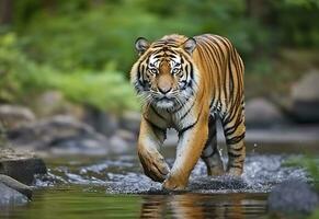 amur Tigre caminando en el agua. peligroso animal. animal en un verde bosque arroyo. generativo ai foto