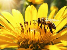 Flying honey bee collecting pollen at yellow flower AI Generated photo