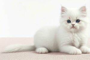 mullido persa gatito curioso con curioso. ai generativo Pro foto