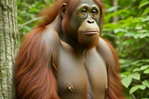 Portrait orangutan on the forest. AI Generative Pro Photo