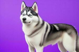 Photo of siberian husky. AI Generative Pro Photo