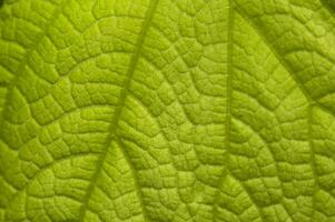 Pattern of light green plant leaves, green background photo