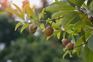 Sapodilla fruit on the tree It is a bush-shaped fruit tree. The leaves have a slender base and rounded tips. There are small, reddish-brown fruits. The taste is sweet and fragrant. Delicious. photo