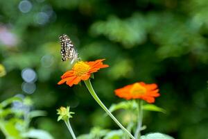 mariposas alimentar en néctar desde tithonia rotundifolia flores, un mutuamente beneficioso relación Entre diferente organismos en un ecosistema. mariposas alimentar y polinizar flores foto