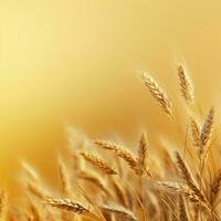 wheat color Minimalist wallpaper photo