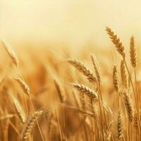 wheat color Minimalist wallpaper photo