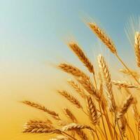 wheat color Minimalist wallpaper photo