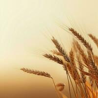 wheat color Minimalist wallpaper photo