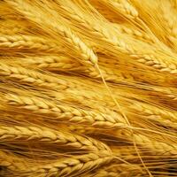 wheat color background photo