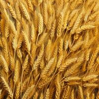 wheat color background photo