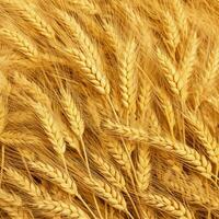 wheat color background photo