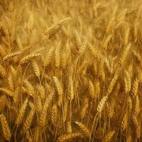 wheat color background photo