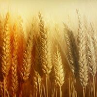 wheat color color splash photo