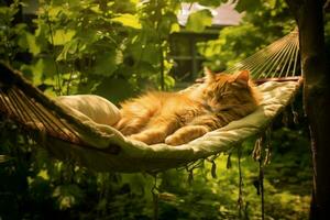 A lazy afternoon nap in a hammock photo