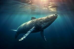 A majestic humpback whale breaks the surface photo