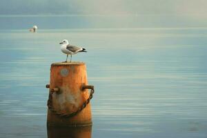 un Gaviota perchas en un resistido boya foto