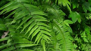 Lush green tree leaves wave in the wind, fern fronds in motion video