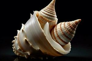 The beauty of a perfectly-shaped seashell photo